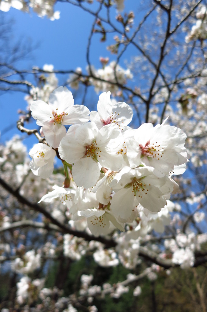 桜