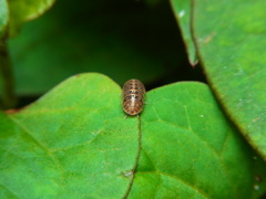 虫