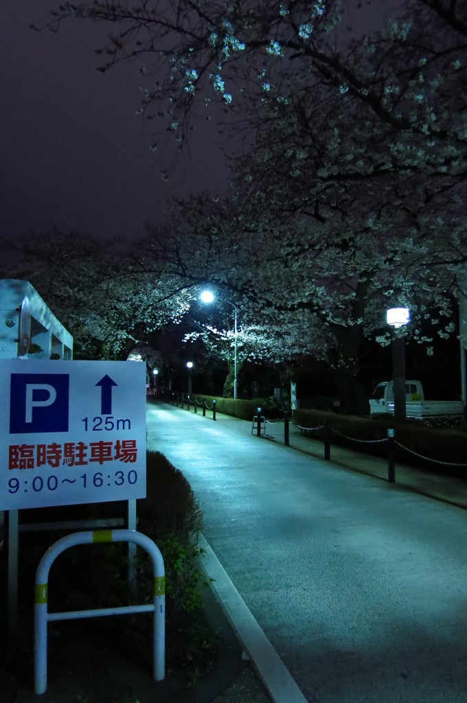 夜桜