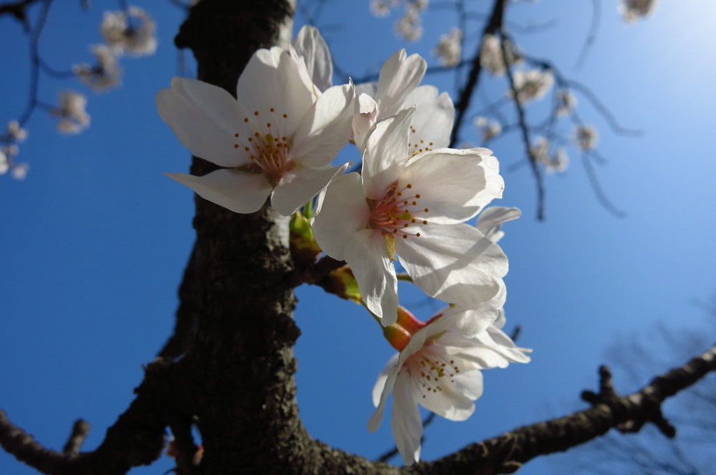 桜