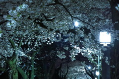 夜桜