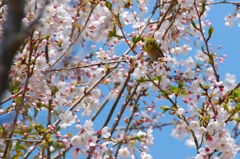 うぐいす？？