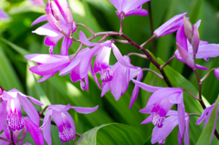 花の名前は？紫蘭です。