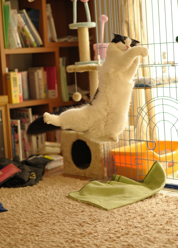 ねこジャンプ