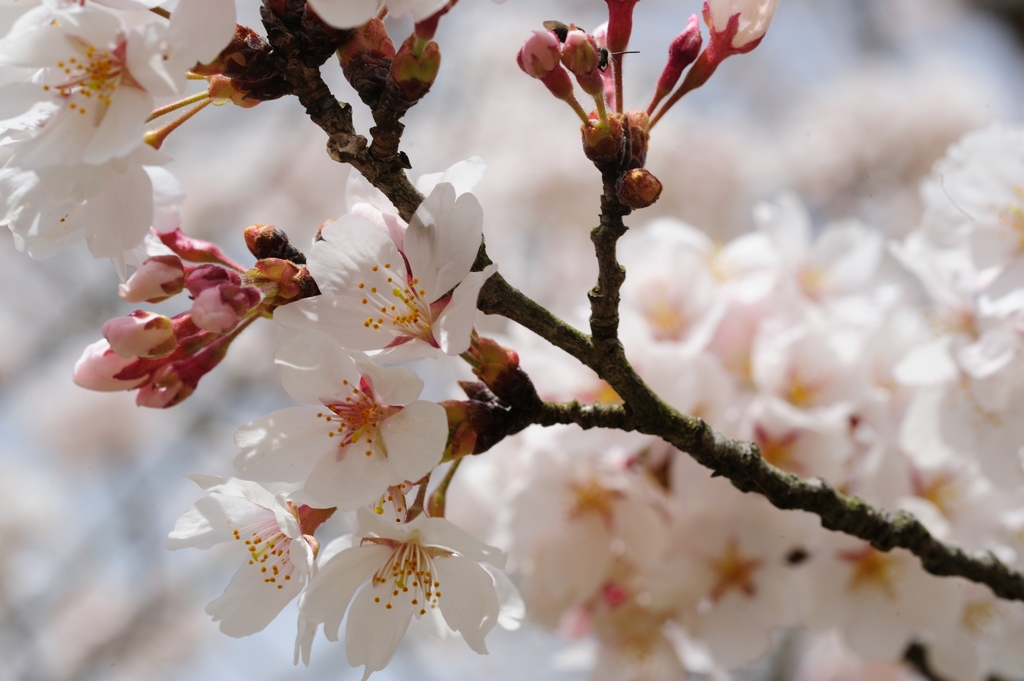 本年の桜