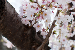 桜気