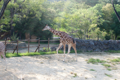 キリン日和