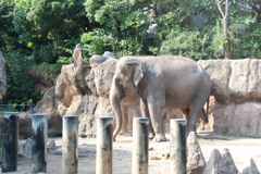ゾウさん