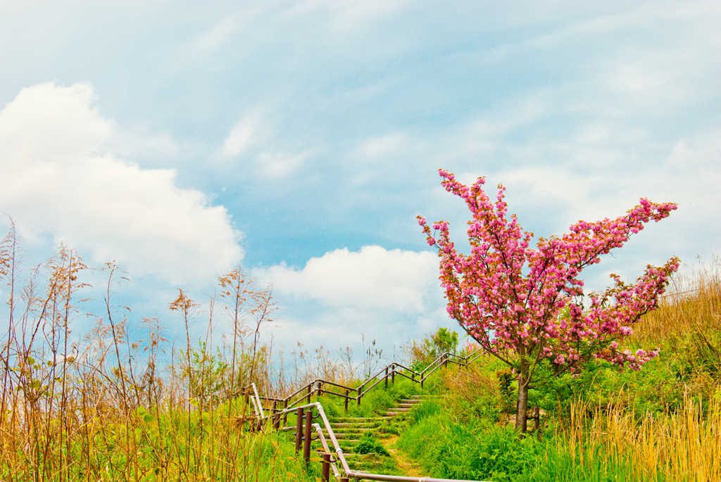八重桜がある風景