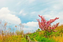 八重桜がある風景