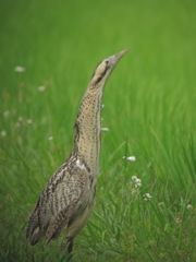 サンカノゴイ