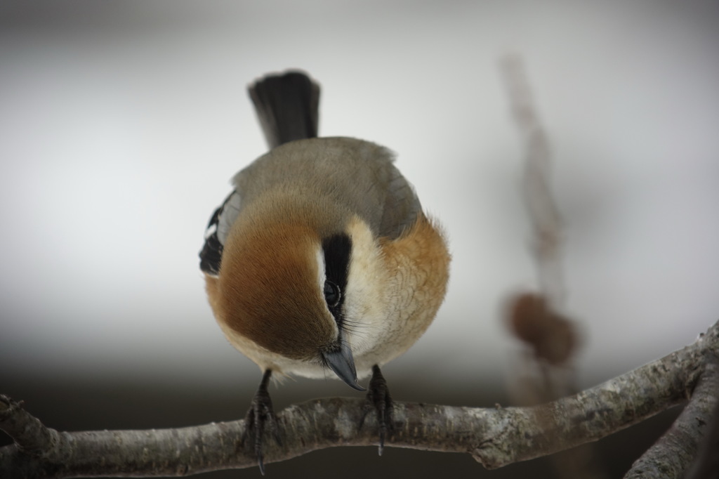どうしたの？