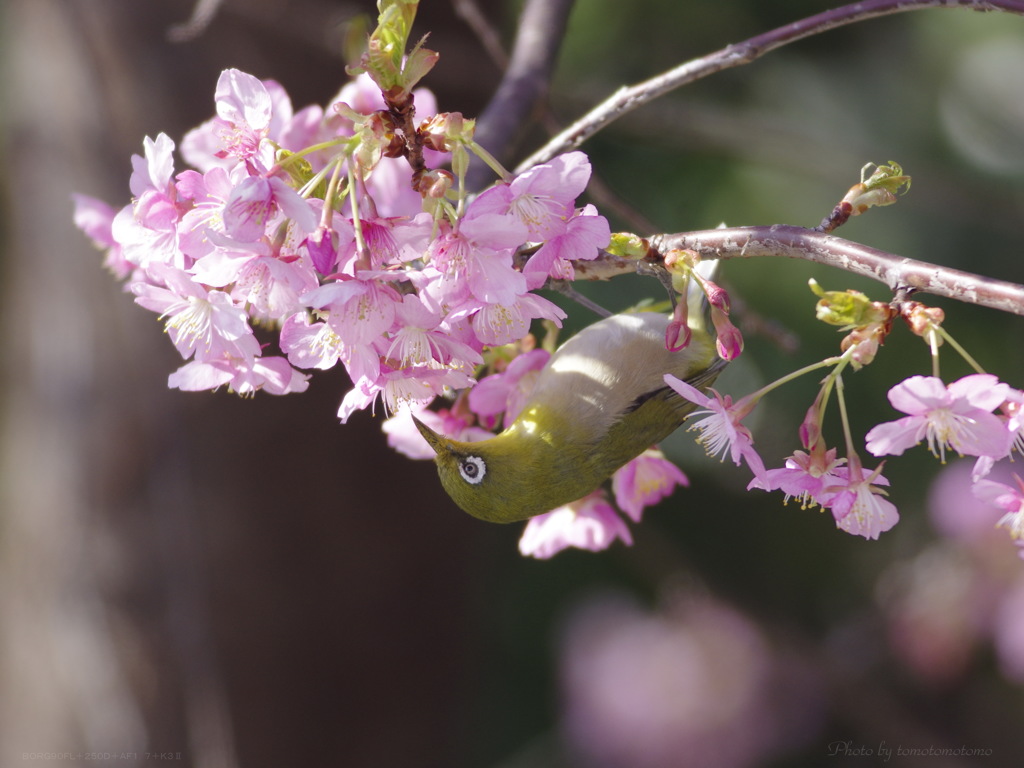 メジロんと河津桜