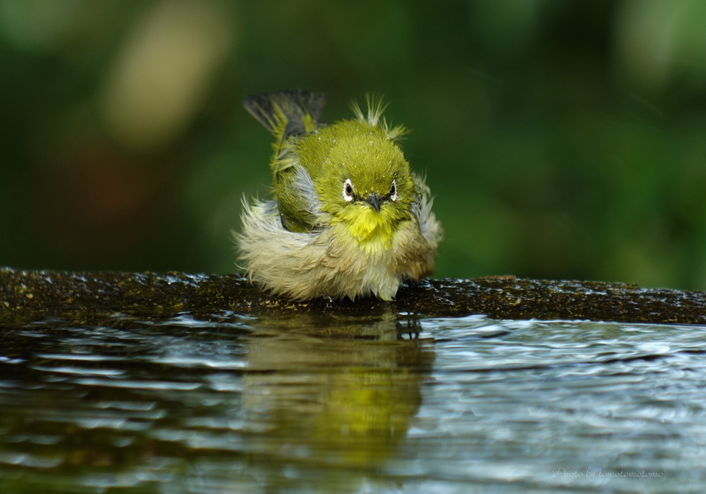 僕の夏休み　水場～メジロ～