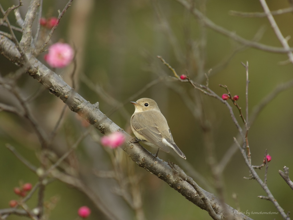 春です