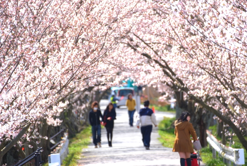 ピンクの散歩道♪