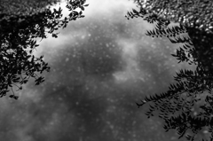 雨上がりの水たまり_MONO