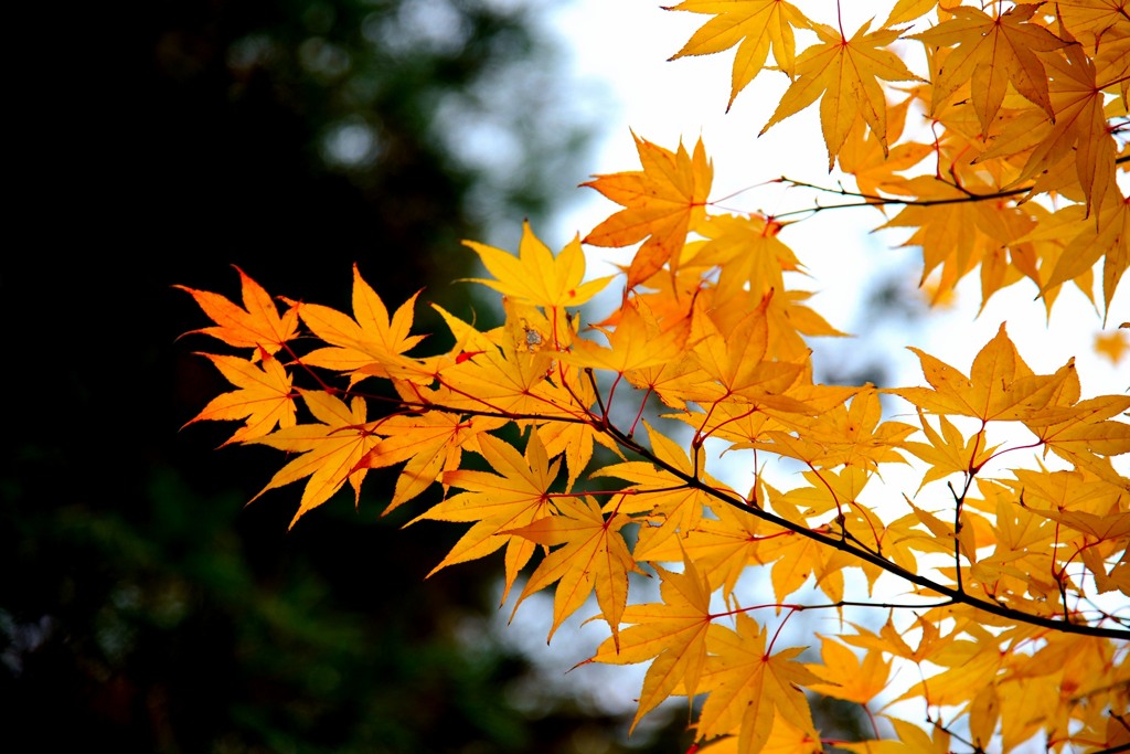 紅葉しない？