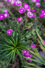 葉ならび、花ならび、花火…