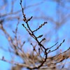 芽吹き