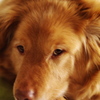 犬の肖像