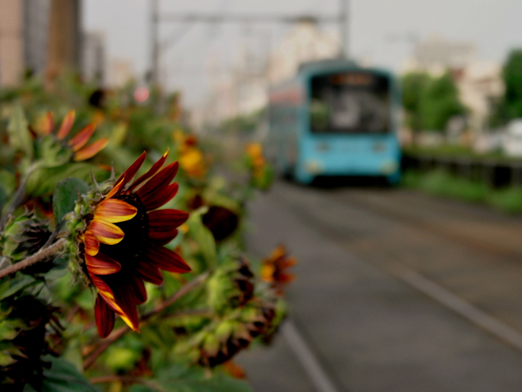 夏の花とチン電