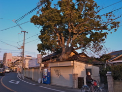 樹の家