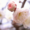 梅香かおる