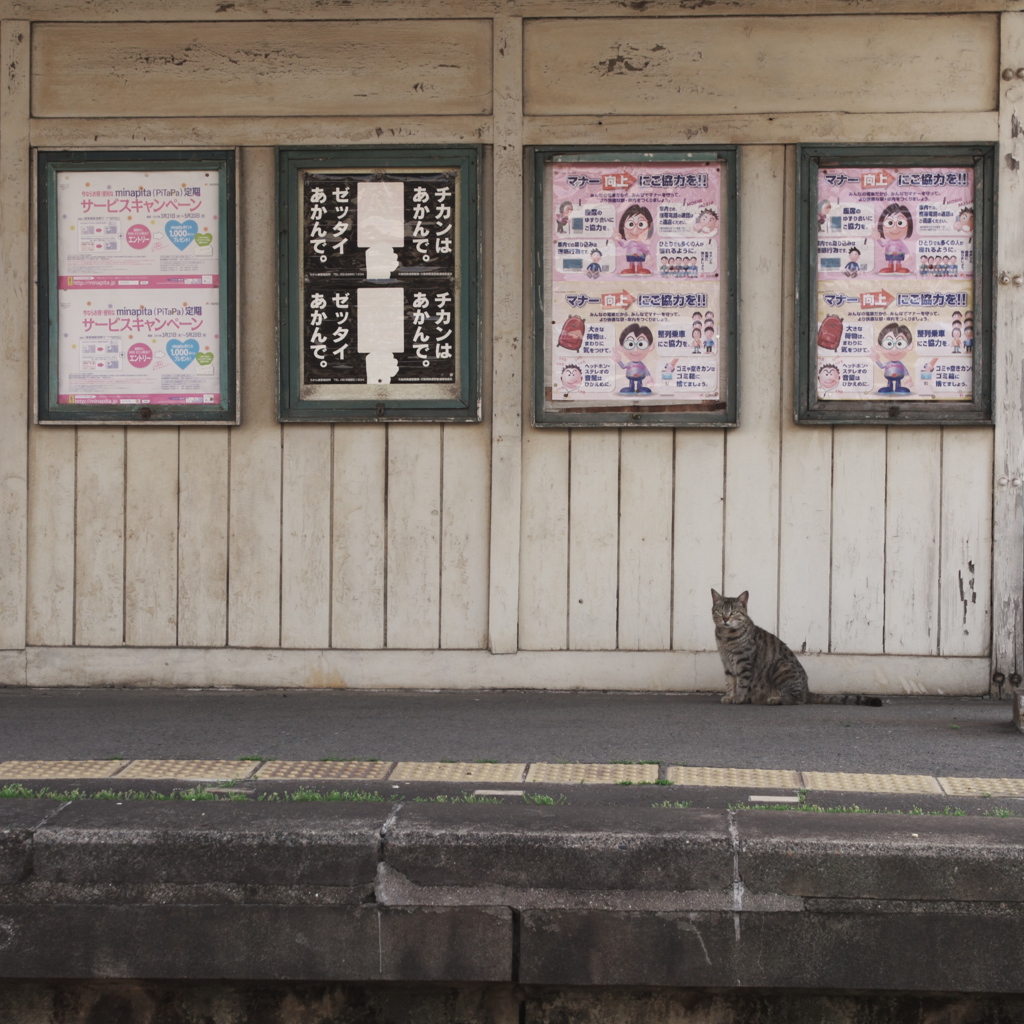 南海汐見橋線ねこ