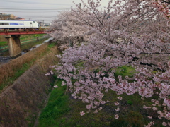 桜電車３