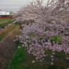 桜電車３