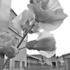 だから、花は…