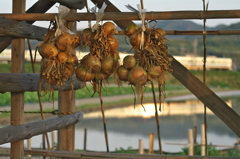 玉ねぎ小屋の夕暮れ