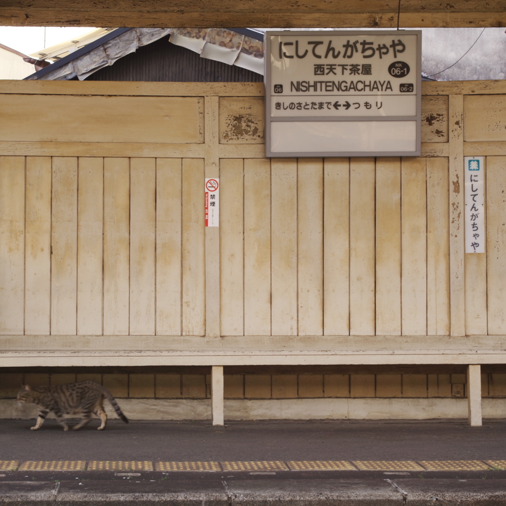 南海汐見橋線ねこ２
