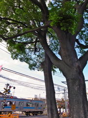踏み切りの樹２