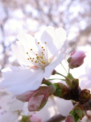 桜花のカオリ