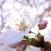 桜花のカオリ