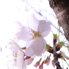 春の光