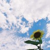 ひまわり