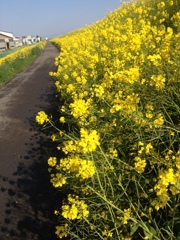 菜の花サイクリングロード