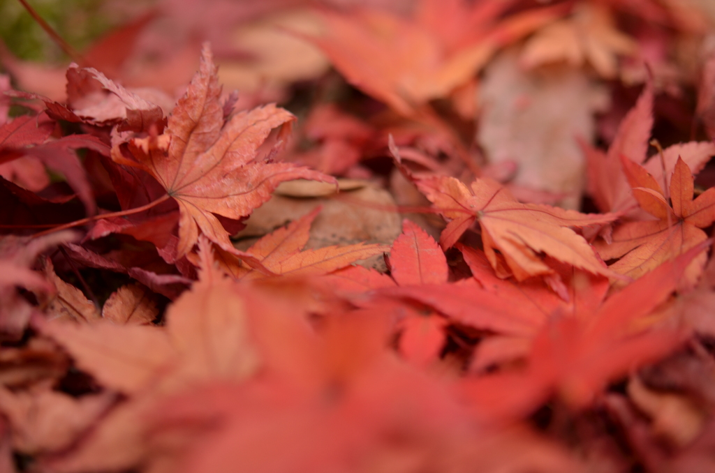 紅葉３