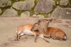 いちゃいちゃ