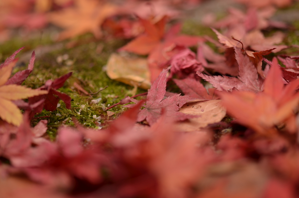 紅葉４