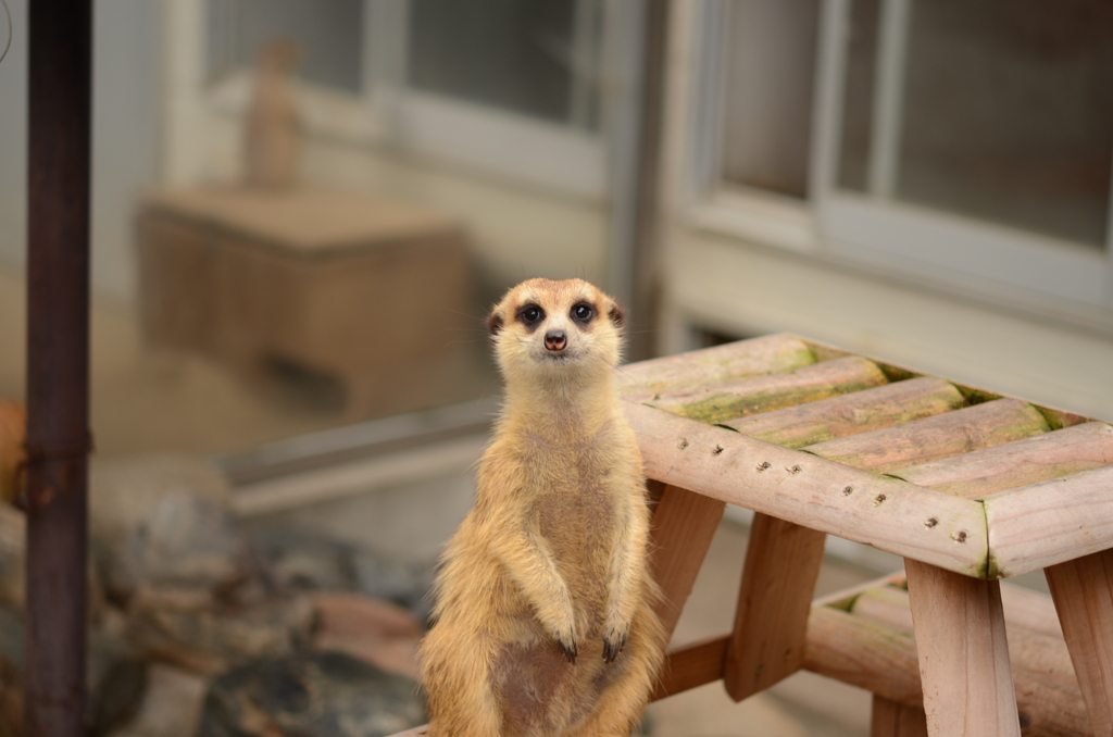 ちょこん
