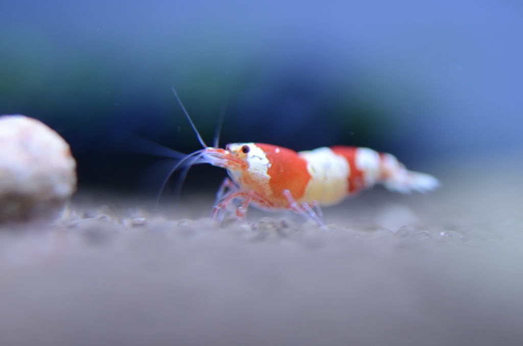 紅いあいつ