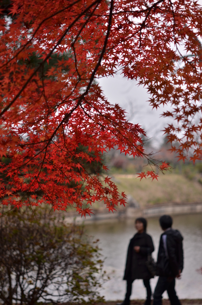紅葉２