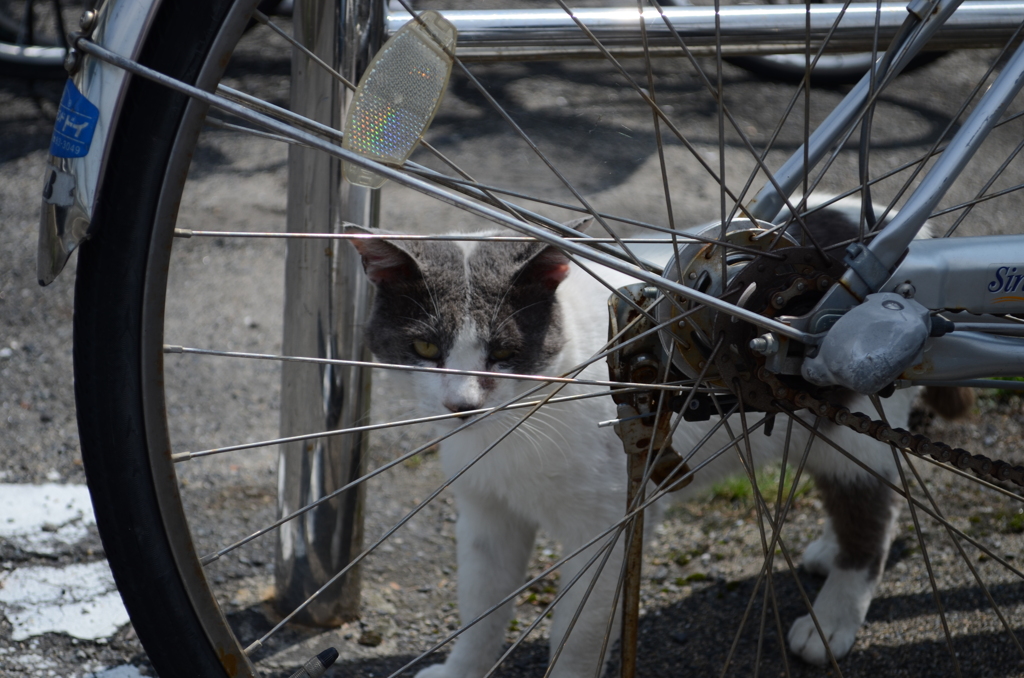 車輪ごし