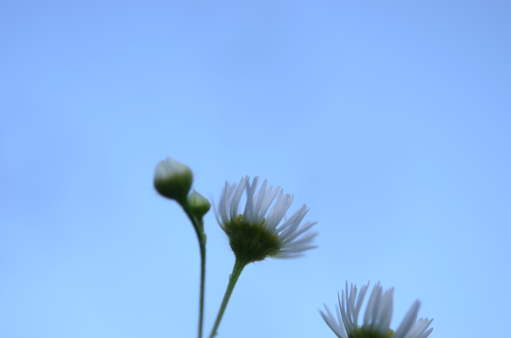 小さな花でも