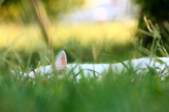 IMG_1882