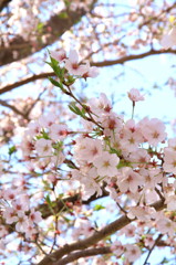 sakuRa　Ⅲ